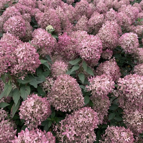 Гортензия  метельчатая "Pixio" (р9)