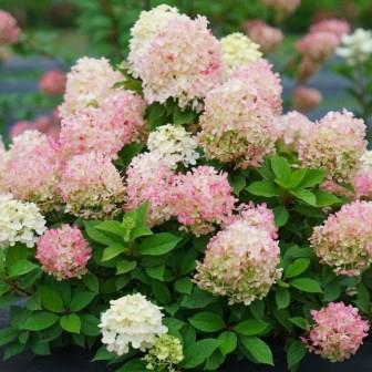 Гортензия метельчатая "Fire Light Tiny Bit" (р9)