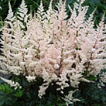 Астильба Арендса "Bumalda"