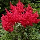 Астильба японская «Montgomery»