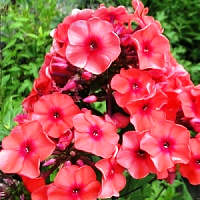 Флокс метельчатый "Juliglut"