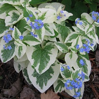 Бруннера  "Variegata"