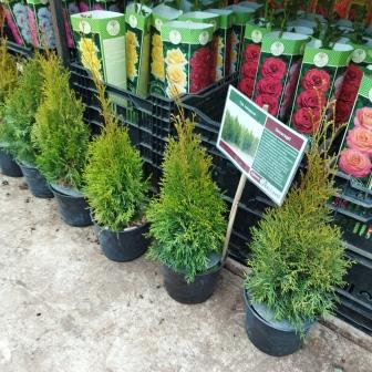 Туя западная "Smaragd" (С3)