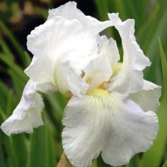 Ирис германский "White Knight"