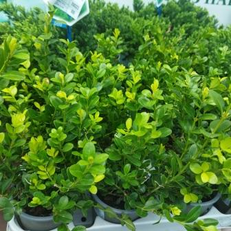 Самшит (Буксус) (р9)