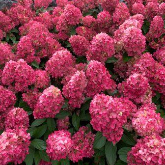 Гортензия  метельчатая "Bonfire" (р9)