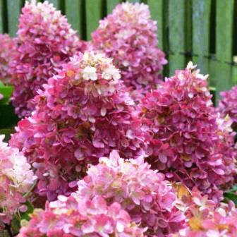 Гортензия метельчатая "Gardenlight Redlight" (р9)