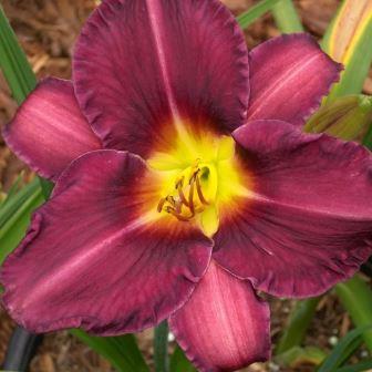 Лилейник "Olive Baily Langdon"